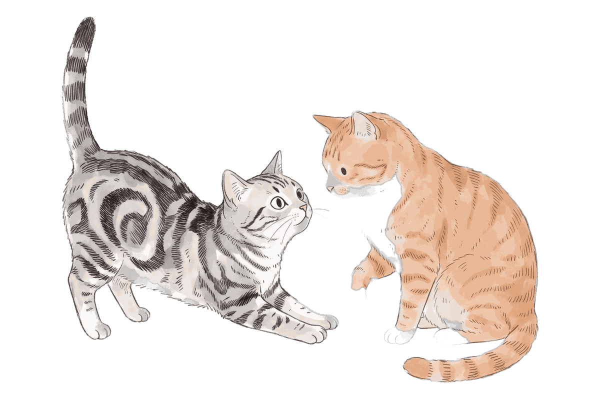 The American Shorthair stretched low in a play invitation, nose to nose with the Orange Tabby