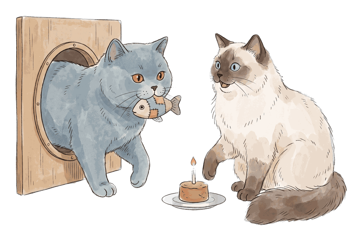 The British Shorthair arriving through a cat door with a toy fish while the Ragdoll waits beside a small cake
