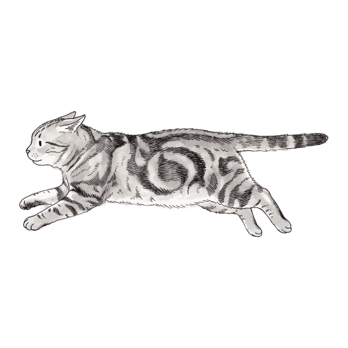 American Shorthair, Restless athlete