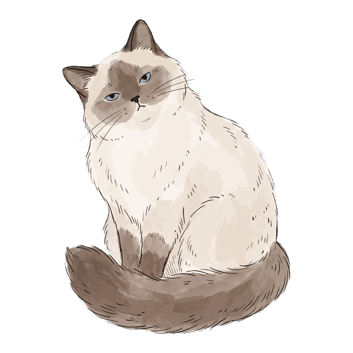 Ragdoll, Floppy cuddler